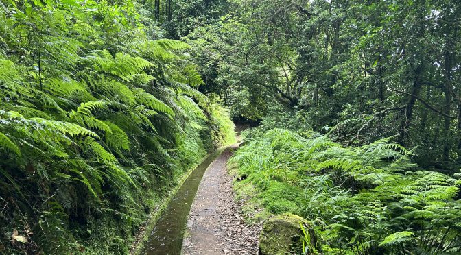 Tag 14 – Levada do Rei und Ribeiro Bonito