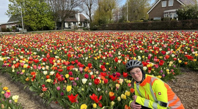 Tag 2 – Tulpen und Umzüge