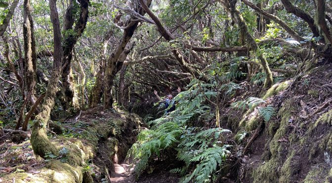 Tag 8 – El Pijaral